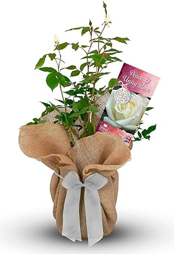 Carbeth Plants Peace and Unity Rose Gift Wrapped in 3L Pot - White Hybrid Tea