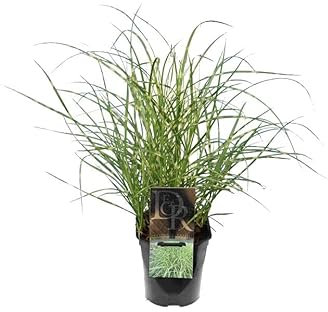 Lemongrass (Hierba Limón) Natural Planta Antimosquitos Fácil de Cuidar