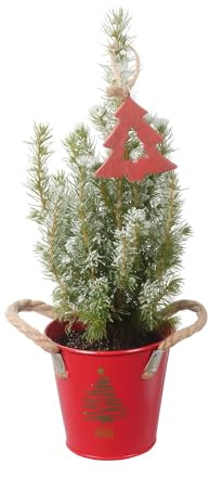 Weihnachtsbaum - Fichte (Picea glauca) - Mini-Weihnachtsbaum im Eimer. Topf-Ø 9 cm - Höhe ca. 30 cm
