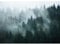 Runa Art Fototapete Wald Nebel Modern Vlies Wohnzimmer Schlafzimmer - Made in Germany - 308 x 220 cm Grün 9552010a