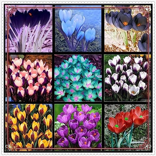 Krokus Zwiebeln-Winterhart MehrjäHrig Krokus Zwiebeln Krokus Zwiebeln Winterhart MehrjäHrig Krokusse Zwiebeln Krokuszwiebeln Krokuszwiebeln Kaufen Krokus Blumenzwiebeln Krokus Zwiebel-15zwiebeln-c