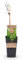 Weinrebe - Weiße Traube - Vitis vinifera Himrod - Obstpflanze - Kernlos - 2 Pflanzen - Topf 15cm Höhe 50cm