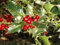 Inglese Agrifoglio, Ilex aquifolium, 60 Albero Seeds (Appariscente Evergreen, Hedge)