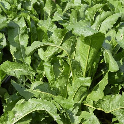 500 Pcs Meerrettich Samen Bio - Hochbeet Samen Gemüsepflanzen, Kräuter Samen (Armoracia Rusticana) Winterharte Kübelpflanzen, Saatgut Wintergemüse Gewächshaus Balkon, Kräuter Samen