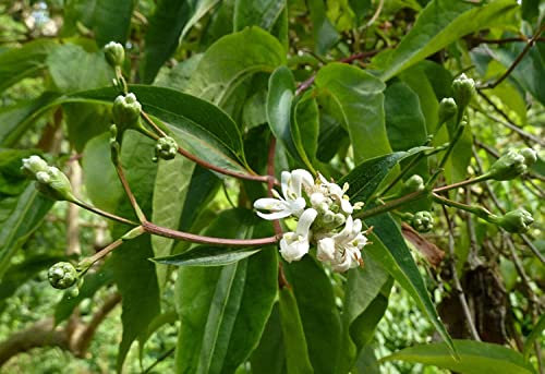 Sieben-Söhne-des-Himmels-Strauch Heptacodium miconioides Pflanze 5-10cm Rarität