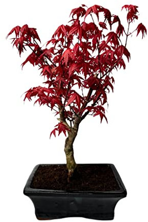 Bonsai Baum mit Keramik Blumentopf - Ligustrum, Ficus, Carmona, Podocarpus, Chinese elm - ca. 6-9 Jahre (20cm Schale ca. 8 Jahre, Acer Deshojo P20)