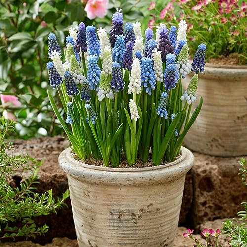 Mezcla de presupuesto de Muscari (100 bulbos), mezcla de 5 variedades y colores de Holanda, verdaderamente resistente al invierno y perenne bulbos/flores de jacinto de uva (sin semillas) para jardines