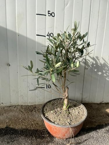 VIVAIO GARDEN FOREST Ulivo Bonsai (Olea Europaea) H 50 cm | Albero Ornamentale Mediterraneo, In Vaso, Da Interno o Esterno, Pianta Decorativa