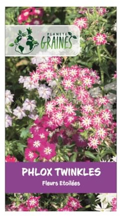 50 graines phlox twinkles - fleurs étoilées - Drummond de phlox Twinkle étoiles - graines Phlox Drummonda
