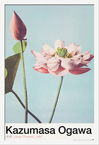 Kazumasa Ogawa - Lotusblume - Poster Plakat Druck - Größe 61x91,5 cm + Wechselrahmen, Shinsuke® Maxi MDF Weiss, Acryl-Scheibe