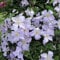 Clematis 'Blauer Engel' | Winterharter Laubklettern Garten Strauch im Freien in 9cm Topf