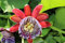 Potseed Feigenbaum 10 Samen