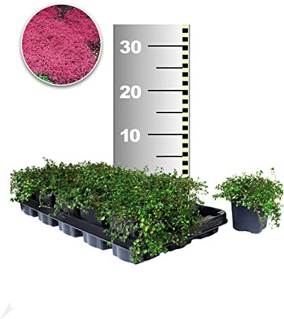 BALDUR Garten Winterhart Bodendecker-Thymian, 50 Pflanzen Thymus, Sandthymian, wir empfehlen 4-5 Pflanzen auf 1 qm, winterharte Polsterstaude, trockenresistent, mehrjährig, bienenfreundlich, blühend