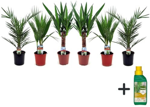 Plant in a Box - Palmiers d'intérieur - Mélange de 6 - Pokon - Washingtonia - Yucca - Phoenix - Pot 14cm - Hauteur 50-70cm
