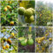 25 pcs bitterorange pflanze samen, pflanzen garten, kübelpflanzen winterhart immergrün bitterorange baum - Poncirus trifoliata - obstbäume kaufen, ostergeschenke zwergobstbäume, zimmerpflanze