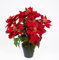 Seidenblumen Roß Weihnachtsstern Nature 38cm samt-rot im Topf PM künstliche Blume Kunstpflanze Kunstblumen Poinsettie
