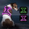 Kpuplol Leuchtendes Hundegeschirr für Klein/Mittelgroße Hunde - Violett, Gestreift, LED, Anti-Zug, Verstellbar, Vibrant Striped Violet, Ideal für Nachtspaziergänge