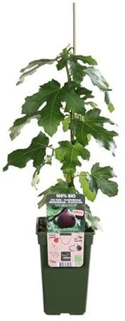 Higuera Árbol Frutal de Alta Gama y Gran Sabor Planta Viva