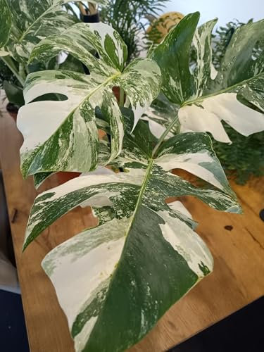Monstera Variegada Albo planta natural Monstera Variegata planta interior planta de moda plantslovers costilla de Adán blanca con verde vivero cultivo liviana