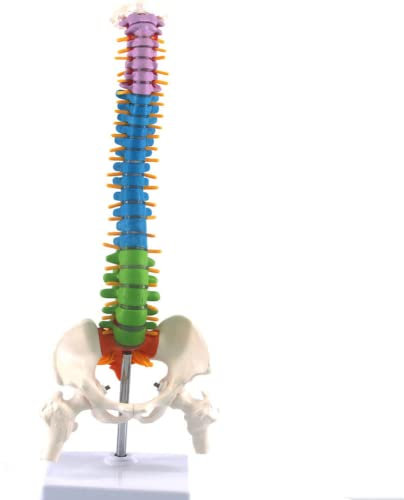 LSOAARRT Anatomisches Modell für menschliche Wirbelsäule, flexibel, wissenschaftlich, anatomisch, mit Becken, 45 cm (B)
