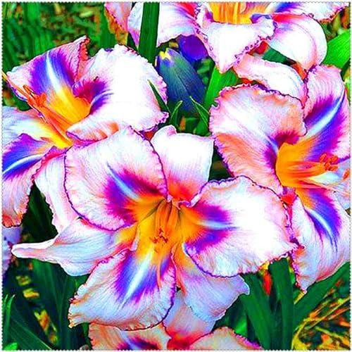 Taglilien zwiebeln,winterhart mehrjährig,pflegeleicht,hat leuchtende Blüten,eignet sich für die Innen Außendekoration,Frühlingsblüher,gross blumige taglilien,hemerocallis Knollen.-3zwiebeln-B