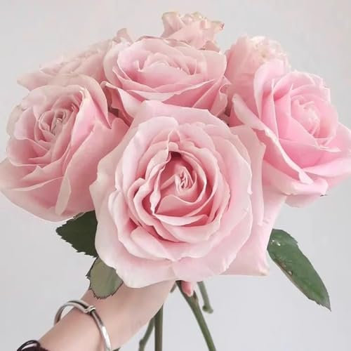 50 pcs Rosen Samen bienenweide, exotische pflanzen winterhart Rosen Pflanzen Kaufen Samen - Kletterrosen gartendeko für draußen, gartengeschenke gartensamen saat blumensaat balkon