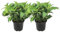 Plant in a Box - Ortensia hydrangea serrata 'Bagliore estivo' - Set di 2 - Arbusto o pianta da vaso di ortensia - Sempreverde e resistente - Vaso 19cm - Altezza 25-40cm