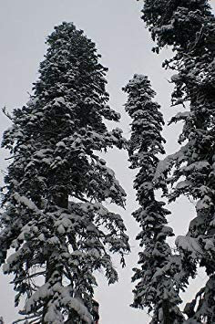 vegherb 1.000 frische Samen -Nordmann Tannen- -Abies Nordmanniana Weihnachtsbaum