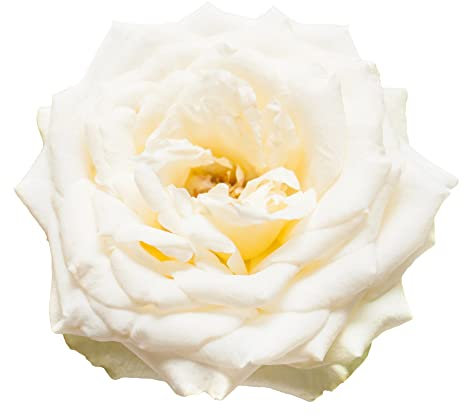 Floribunda Rose Plants, 'Iceberg', 1 x Full Plant in a 5 Litre Pot, Rose Bush, Garden Ready and Ready to Plant, Premium Quality Roses
