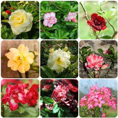 12 pcs wüstenrose pflanze winterhart samen - bonsai topf dekopflanzen wildblumen schmetterlingswiese Adenium obesum,Seltene Pflanzen serie plant blumendeko blumen balkon bio saatgut
