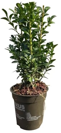 Gewöhnlicher Buchsbaum Buxus sempervirens – Immergrüne Heckenpflanzen – 8 Pflanzen – 1 m – 9 cm Höhe 20–25 cm – Grün – Pflegeleicht
