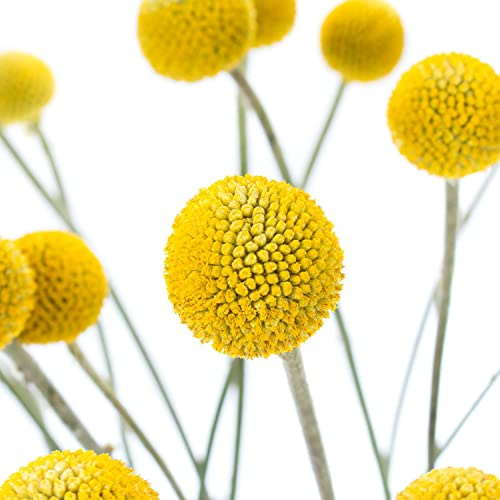 Frische Craspedia - Farbe gelb - echte Schnittblumen - 10 Stück