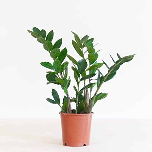 BloomPost Zamioculcas Zamiifolia P12 35cm Höhe Zimmerpflanzen Luftreinigend Pflegeleicht Frisch vom Züchter