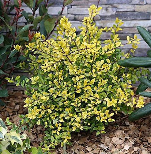 10x Gelber Gelber Bergilex Stechpalme 10-15cm - ilex crenata