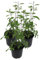3er Set Goji Beere (Lycium barbarum)
