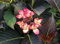 Hortensie Dark Angel rote Blüte Hydrangea macrophylla Dark Angel Containerware 40-50 cm hoch