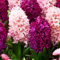 Purple and Pink Mix (15 Zwiebeln), Duftende Hyazinthen Kollektion, 3 Sorten/Farben, Mehrjährig, Winterhart Blumenzwiebeln Mischung aus Holland für Garten, Topf, Glas (große Knollen, kein Samen)