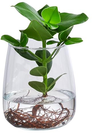Dehner Waterplant Balsamapfel Kingston, Clusia rosea Princess, Wasserpflanze im Glas, Ø 14 cm, Höhe 27 cm, Zimmerpflanze