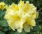 New Fresh 8 Stück gelbe Rhododendron campylocarpum Blumensamen
