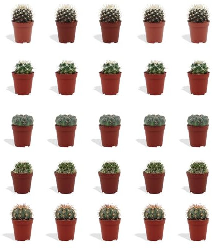 DutchLeafs Kugelkaktus Mix 20 Stück Verschiedene Mini-Kakteen - Topf 5,5 cm - Mammillaria Kaktus Kleine Pflanzen Sammlung Pflegeleichte Zimmerpflanzen - Höhe 8-15 cm