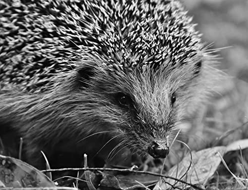 hansepuzzle 28732 - Igel Puzzle 1000 Teile - Tierwelt-Puzzle mit hochwertiger Aufbewahrung: Kartonbox und wiederverschließbarem Beutel - Format 60 × 46 cm