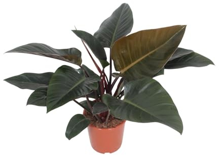 Filodendro Rojo Congo - 70-80cm - Ø27cm - Planta de interior - Hojas perennes