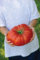 Portal Cool Tomatensamen - Steakhouse - Riesentomaten - Hybrid - Nicht GVO - 25 Samen