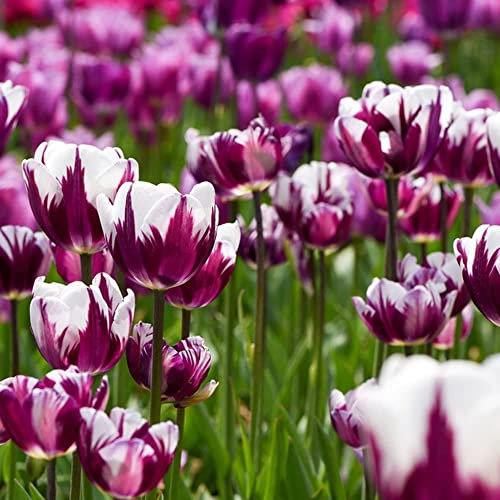 Bulbos De Tulipane Bulbos Perennes Resistentes Tulipanes ExóTicos Flores DecoracióN Ornamentales Bulbos Plantas De BalcóN Jardineras De Bulbos Flores JardíN Ramo 5 Tulipan Bulbo Violeta Blanco