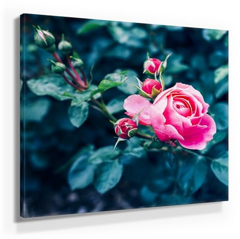 Rose Pink als Leinwandbild, 80x80cm groß oder 9 weitere wunderschöne Rosen Bilder als Wandbild in 7 Formaten. Ideal als Dekobild für alle Zimmer. Fertig aufgespannt auf Holzrahmen