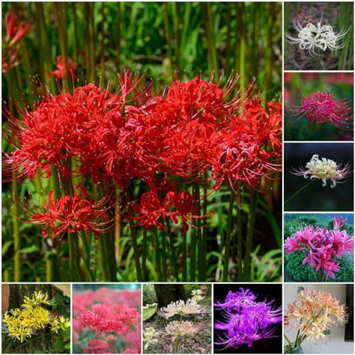 5 pcs spinnenlilie deko zwiebeln, winterfeste pflanzen für balkon bienenfreund Lycoris Radiata - blutblume zwiebel hochbeet balkon pflanztöpfe blumenzwiebeln frühblüher garten geschenke