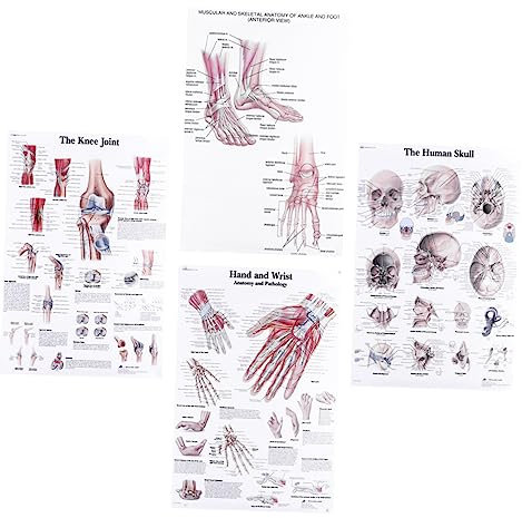 CONGARTENO 4stücke Teiliges Human Anatomy Poster Für Medizinische Lehre Und Bürodekoration Skelett Muskel Nervensystem Diagramm Detailreiche Beschriftung Geeignet Für Schule Klinik Zuhause