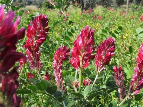 Semi di Sulla con Guscio 2 Kg – Per Semina Diretta | Piante Mellifere per Api | Giardinaggio e Agricoltura | Alta Germinabilità - produzione propria