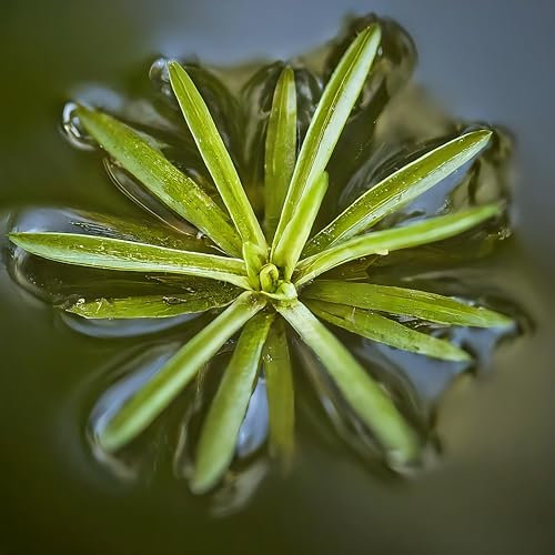 Lincolnshire Pond Plants Ltd 1 Water Soldier, Stratiotes aloides, Garden Pond, Frost-Hardy