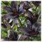 Lilium martagon zwiebeln,Winterharte mehrjährig,Seltene Pflanzen,Dekorative Blumen,lilien Deko,lilie Riesen,Lilien Im topf,duft lilien,lilien knollen,lilien zwiebeln winterhart.-8 zwiebeln-G